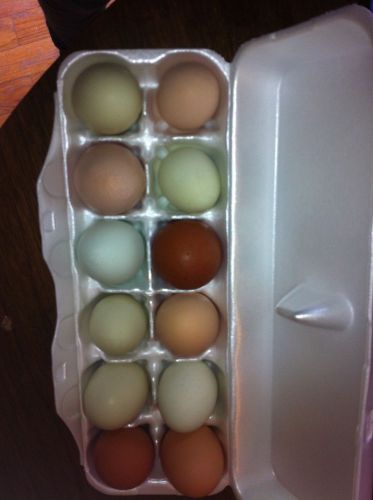 10+ Rainbow hatching eggs rare breed chicken assortment