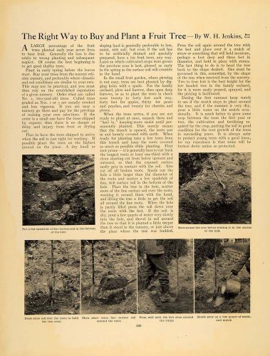 1911 Article Fruit Tree Planting Guide W. H. Jenkins NY - ORIGINAL GM1