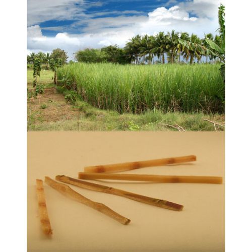 Sugar cane stir sticks - pack of 20 - pure raw sweet cocktail drink swizzle rods for sale
