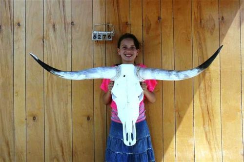 STEER SKULL LONG HORNS 3&#039; 6&#034; COW BULL SKULLS HORN H6276