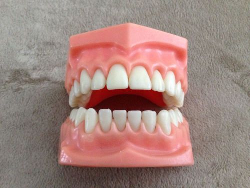 Dental Dentist Educational Tooth Teeth Model Upper Lower Brush Instruction W562