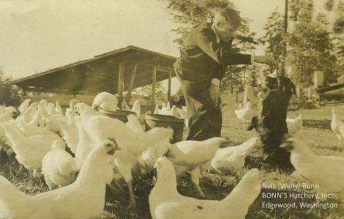 Edgewood, / Puyallup Washington = BONN Chicken Hatchery - Neil&#039;s (Wally) Bonn