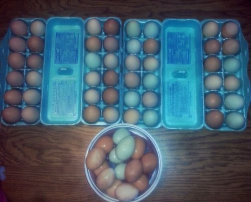 Barnyard Mix Hatching Eggs