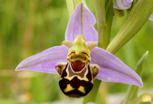 Fresh Genuine Ophrys &#034;apifera&#034; (Bee Orchid)-(20+ Premium Seeds) WOW, L@@K!!!!!!!