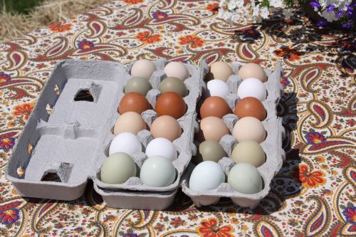 Two Dozen (24) Rare and Heritage Breed Hatching Chicken Eggs