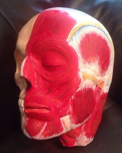 Hand Painted Plaster Anatomical Head Model Facial Muscles Skull Muscular Anatomy