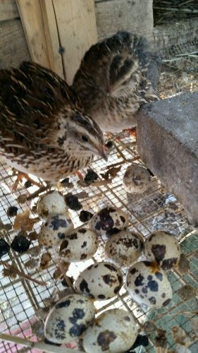 50+ !JUMBO! Coturnix  Quail Hatching Eggs NPIP CERTIFIED