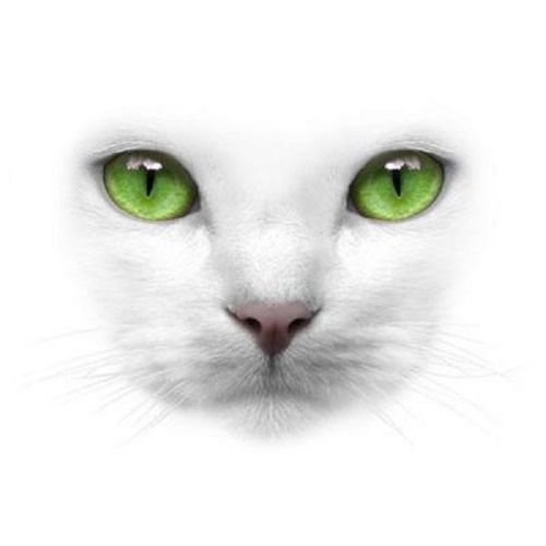 Green eyes white cat heat press transfer for t shirt sweatshirt tote quilt  275g for sale