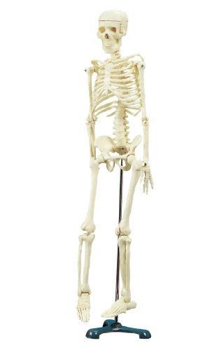 School Specialty Demonstration Skeleton Model with Metal Stand, 33&#034; Height