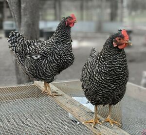 12 Barred Rock Hatching Eggs---- PT Tested Flock