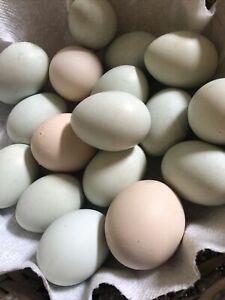 15 Blue &amp; Pink Easter Egger &amp; Ameraucanas Fertile Hatching Eggs Mix