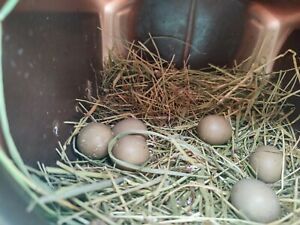 12+ Coturnix and button quail hatching eggs.