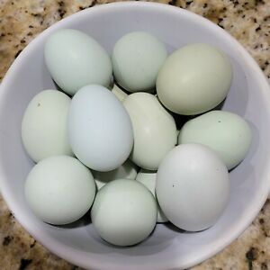 8+ *RARE BREED* Cream Legbar Hatching Eggs
