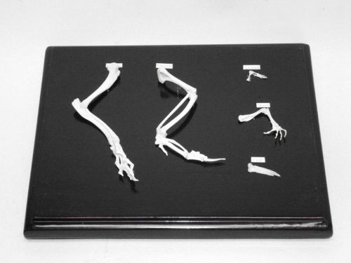 Educational 5pc Skeleton Display Front Limb Comparison for Each Vertebrate Class