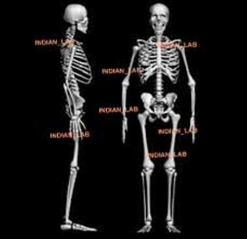 Human Skeleton Anatomical EXCELLENT QUALITY INDIAN_LAB HSA0786