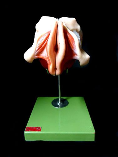 SOMSO MS5 Female Pelvis Genital Organs Anatomical Model on Base (4 parts) MS 5