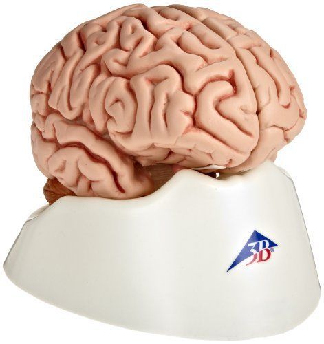 New 3b scientific c18 5 part classic brain model  5.1&#034; x 5.5&#034; x 6.9&#034; for sale