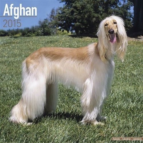 NEW 2015 Afghan Dog Wall Calendar by Avonside- Free Priority Shipping!