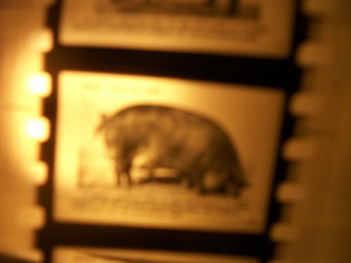 Vintage Agricultural Film Library RARE PIG DUROC Judge Livestock  PIFIZER  Farm