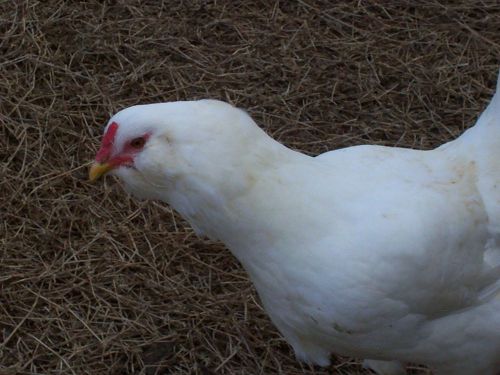 6  **AMERICANA** ((BLUE EGG LAYER)) Hatching Eggs NPIP CERTIFIED @@Heat Pack@@