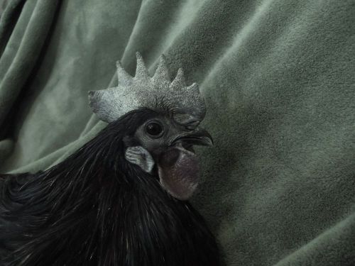 Make offer!! pure ayam cemani chicken hatching eggs!! npip!! for sale