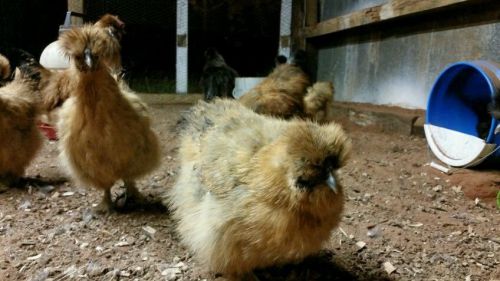 Silkie hatching eggs mixed blue, partridge and black 10 + 2 extra