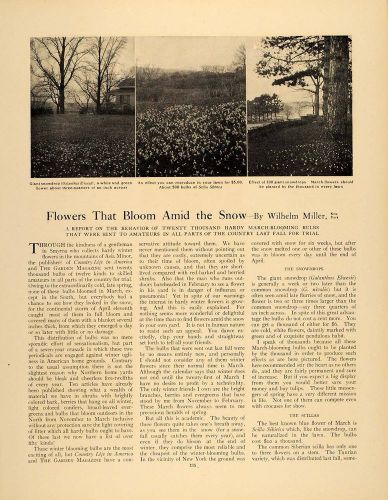 1907 Article Flowers Bloom Winter Snow W. Miller Bulbs - ORIGINAL GM1