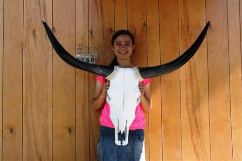 Steer skull long horns 3&#039; 6&#034; cow bull skulls horn h6260 for sale