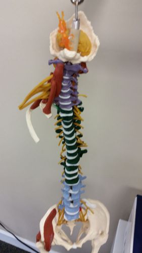 Anatomical Spine Model