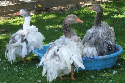 6 Colored Sebastopol Goose Hatching Eggs - Gray, Buff, Saddleback - Laying NOW!