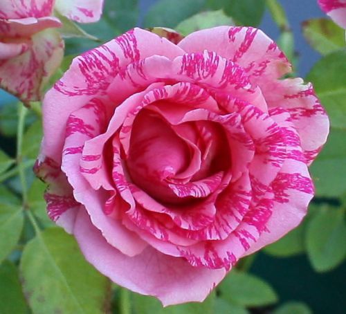 Rare &#034;pink intuition&#034; rose (10 seeds) beautiful striped hybrid roses,hardy, l@@k for sale