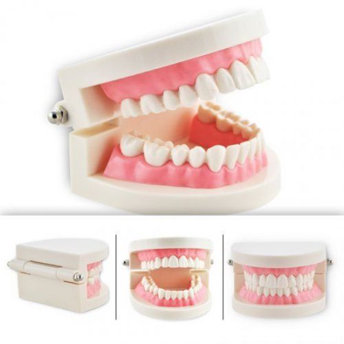 1 piece dental dentist flesh pink gums standard teeth tooth teach lab fda for sale