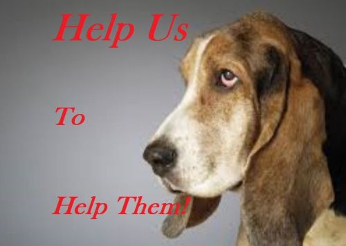 Dogs Life Saving - Donate Only 0.99$ Contribution Donation To Save Dogs!