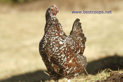 5+ Speckled Sussex Chicken Hatching Eggs *Quail Duck Turkey Pheasant*