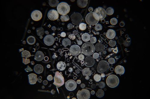 249 diatoms microscope slide diatom