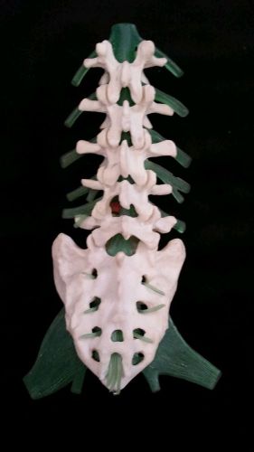 Medical Plastics Laboratory -Lumbar Vertebral Column with Spinal Nerves
