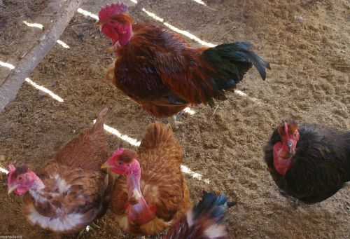 Turken - Transylvanian Naked Neck Chicken Hatching Eggs 10 + 2