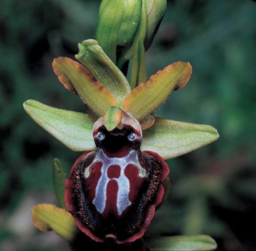 Fresh Genuine Ophrys &#034;sphegodes&#034; (Bee Orchid)-(20+ Premium Seeds) WOW, L@@K!!!!