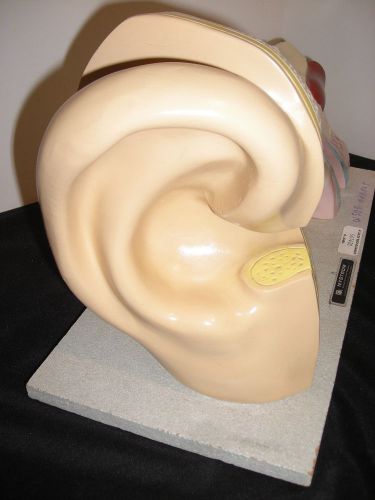Vintage Nystrom Ear Anatomical Model
