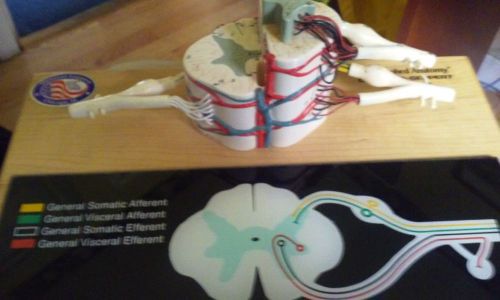 Denoyer Geppert - A65 Deluxe Spinal Cord, Nerve, Spine Anatomical Model (A 65)