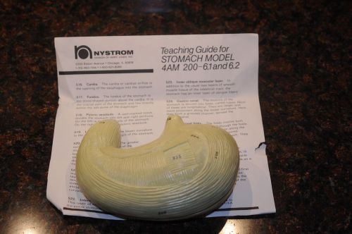Vintage Nystrom Human Stomach Medical School Teaching Model