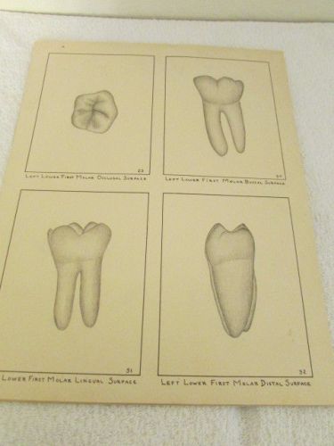 Lot of 11 Vintage Dental Drawings 11 1/2&#034; x 14 1/2&#034; Pictures by Student 1908