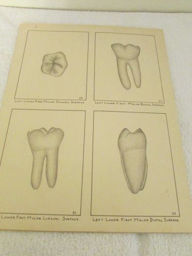 Lot of 11 Vintage Dental Drawings 11 1/2&#034; x 14 1/2&#034; Pictures by Student 1908