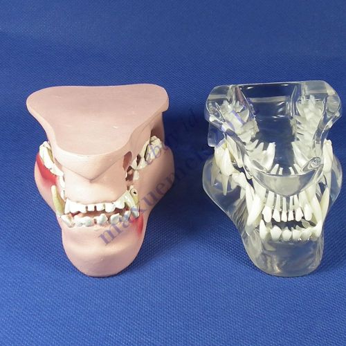 RS canine jaw teeth paology decay model  veterinary anatomy DOG display study