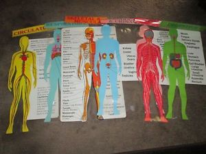 Health and Human Body Anatomy Chart Set Laminated