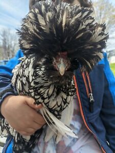 One doz fresh fertile polish hatching eggs