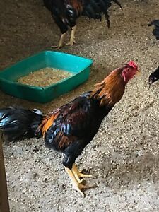 4 hatching eggs FRESH decent fertility, MALAY Oriental Thailand GIANT CHICKENS