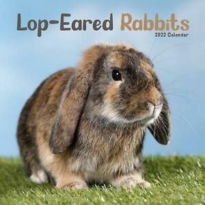 Lop Eared Rabbit Wall Calendar 2022
