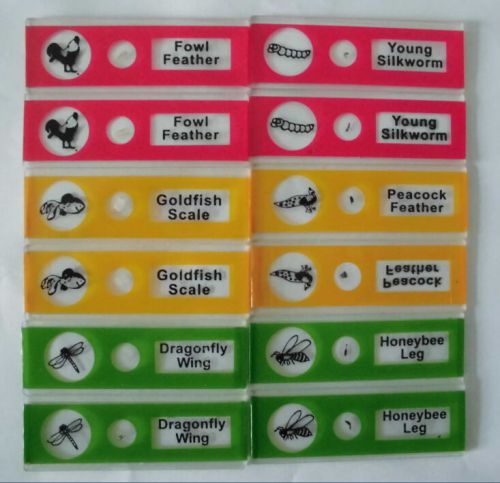 New12 various plastic prepared microscope slides in box for student and kids for sale