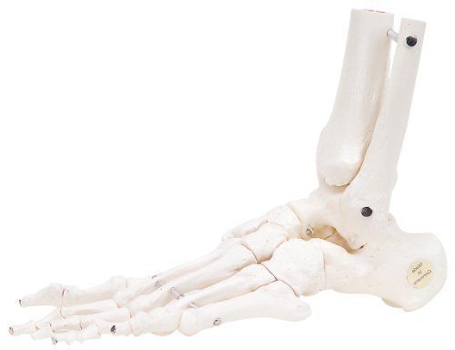 NEW 3B Scientific A31/1L Human Left Loose Foot and Ankle Skeleton